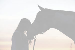 Erfolge-Pferdetraining-Probleme-mit-dem-Pferd-Loesungen