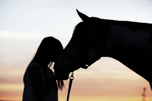 Erfolge-Pferdetraining-Probleme-mit-dem-Pferd-Lösungen