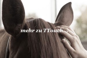 was-ist-ttouch-tellington-touch